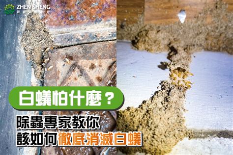 家裡有白蟻該如何處理|如何消滅白蟻，白蟻怕什麼？專家教你4大祕訣，擒國。